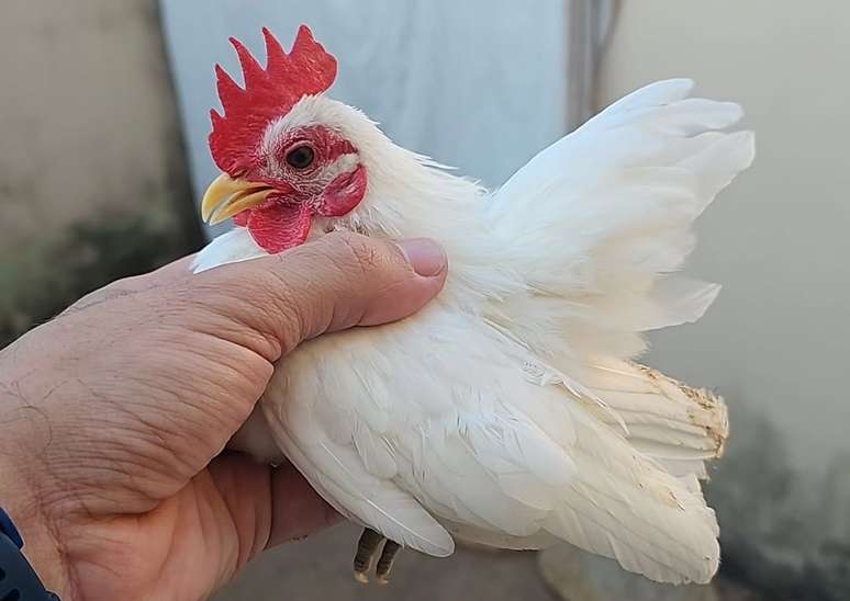 Galinha Serama jovem na mão de criador